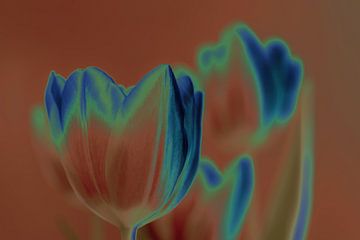 Verfremdung Tulpe