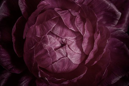 Fleur vieux rose aux pétales fermés