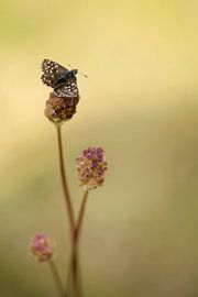 Grizzled Skipper