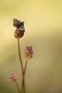 Schmetterling auf Blume