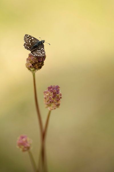 Aardbeivlinder op Kleine Pimpernel van Gonnie van de Schans