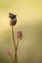 Aardbeivlinder op Kleine Pimpernel van Gonnie van de Schans thumbnail