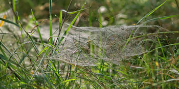 Wiesenspinnen