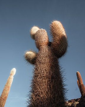 Salar de Uyuni cactus | Bolivia by Felix Van Leusden