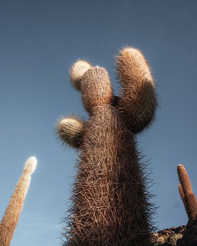 Salar de Uyuni cactus | Bolivia
