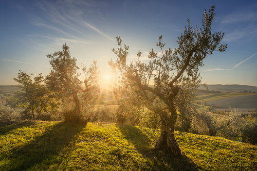 Coucher de soleil parmi les oliviers à Santa Luce, en Toscane