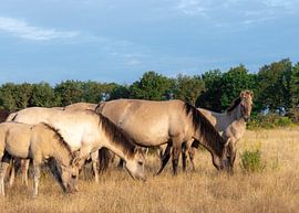 The morning meal by Elias Koster
