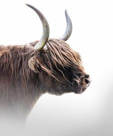 Schottischer Highlander von Karel Ton