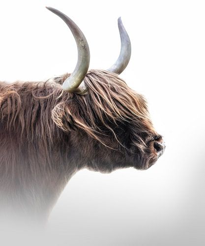 Highlander écossais