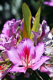 a purple orchid tree flower by Werner Lehmann