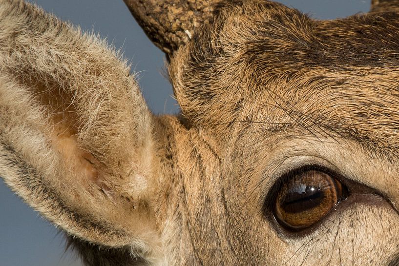 Close-up van damhert by Yvonne van der Meij