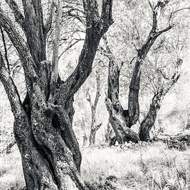 Ancient olive trees by Bep van Pelt- Verkuil