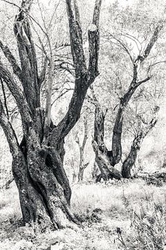 Oude bomen in zwart-wit in olijfgaard van Bep van Pelt- Verkuil
