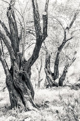 Oude bomen in zwart-wit in olijfgaard