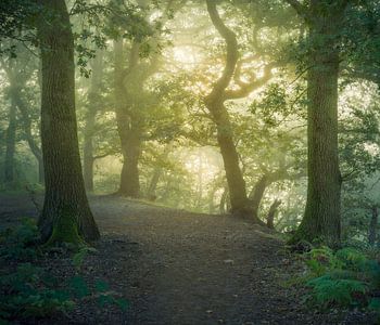Vroeg in de ochtend op de Grebbeberg