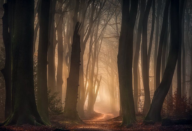 Phantasma von Jeroen Lagerwerf
