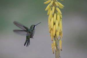 colibri