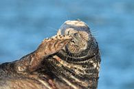 Gray Seal (Halichoerus grypus) Bull,  Helgoland Germany  von Frank Fichtmüller Miniaturansicht