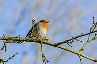 Roodborst, Erithacus rubecula van Martin Stevens thumbnail