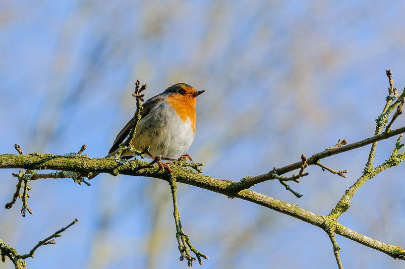 Roodborst, Erithacus rubecula van Martin Stevens