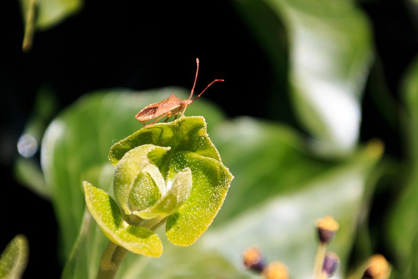 Grasshopper von Dutch Creator