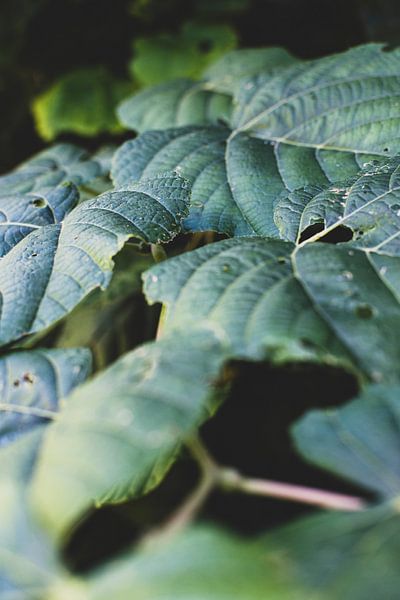Scrollen kamer van Nadine Rall