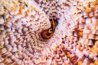 Sea worm