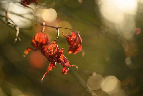 Red leaves bathing in sunshine