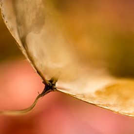 old hydrangea leaf by Jeanne Weeda