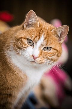 Katze Tess von Reversepixel Photography