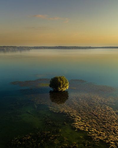 Lonely tree in a beautiful lake at sunrise