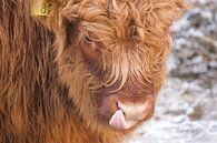 Schotse Hooglander van Brenda Verboekend thumbnail