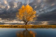 de gouden boom van Christina Bauer Photos thumbnail
