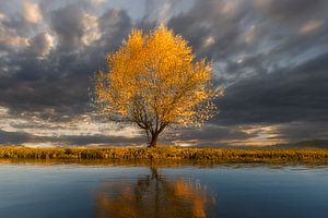 der goldene Baum