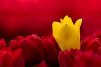 Geel in Rood