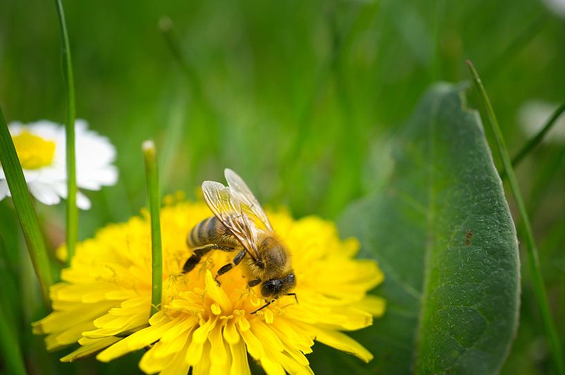 Bee on a flower collecting nectar by Martin Köbsch
