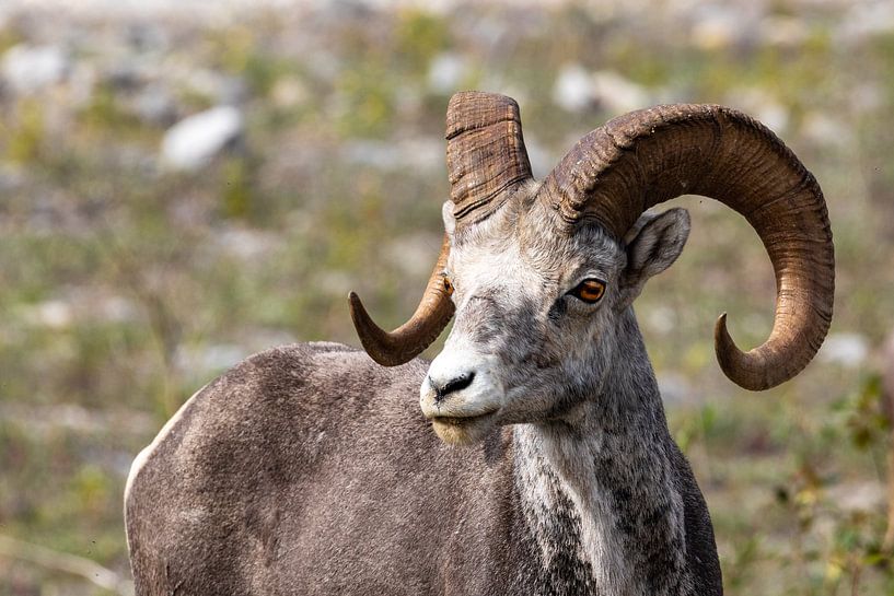 Wildes Dickhornschaf in den Rocky Mountains von Roland Brack