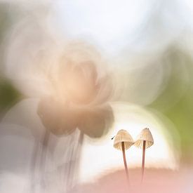 A couple of mushrooms in fine pastel shades van Bob Daalder