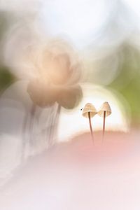 Un couple de champignons aux fines nuances pastel