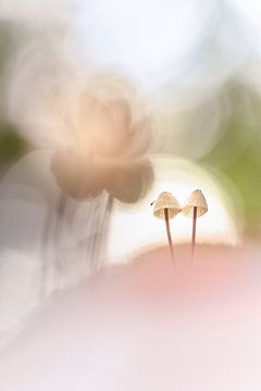 A couple of mushrooms in fine pastel shades van Bob Daalder