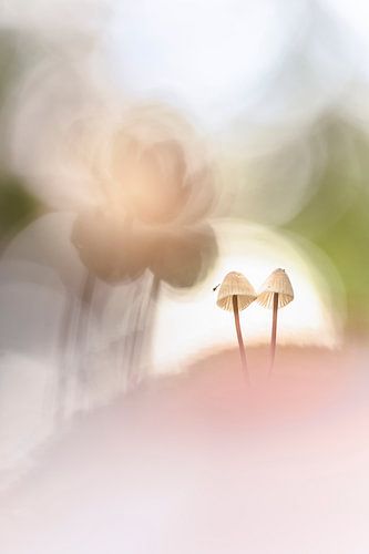 A couple of mushrooms in fine pastel shades