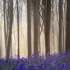 Le conte de fées forêt de Halle V - Fête de la jacinthe des bois sur Daan Duvillier | Dsquared Photography