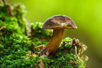 Röhrling Pilz wächst auf einem bemoosten Baumstamm in einem Laubwald im Herbst