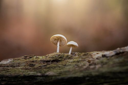 Die Perlen des Herbstes