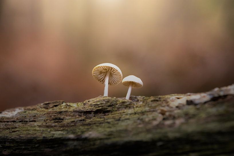 Die Perlen des Herbstes von GoWildGoNaturepictures