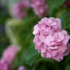 Garden hydrangea, Hydrangea macrophylla by Heiko Kueverling
