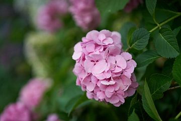 Hortensia de jardin, Hydrangea macrophylla