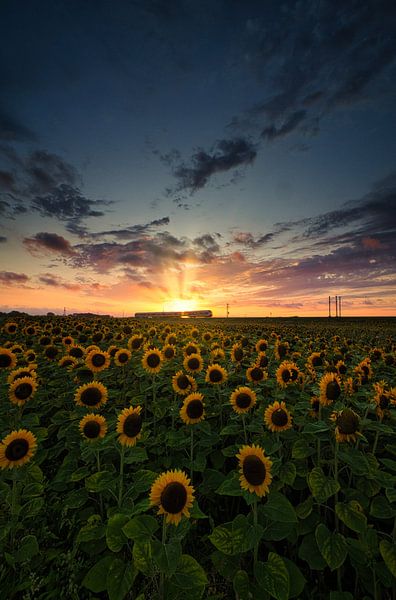 Sunflowers , a train , and sunset by peterheinspictures