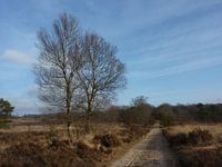 Wandeling Hoogbuurloo