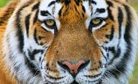 Tiger Portrait